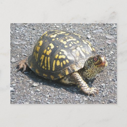 Eastern Box Turtle Postcard