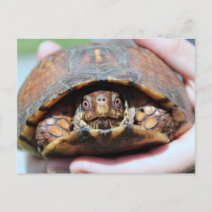 Eastern Box Turtle Postcard