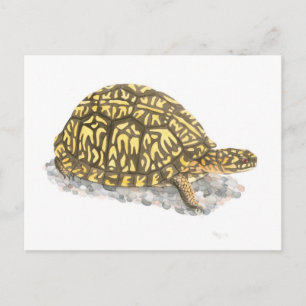 Eastern Box Turtle Postcard