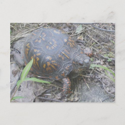 Eastern Box Turtle Postcard 1