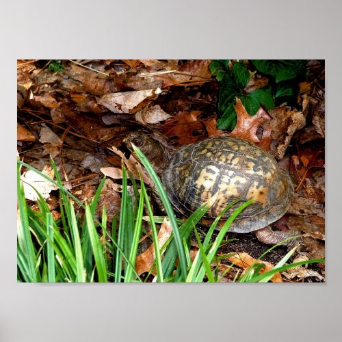 Eastern Box Turtle Poster
