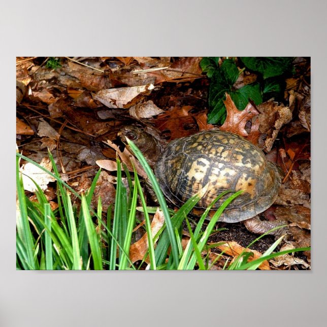 Eastern Box Turtle Poster (Front)