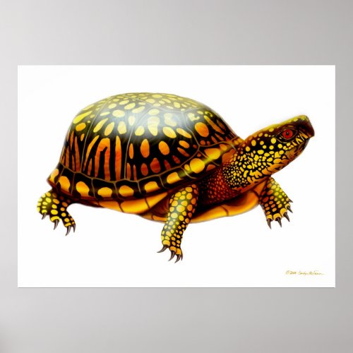Eastern Box Turtle Print