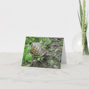 Eastern Box Turtle, Shenandoah National Park Holiday Card