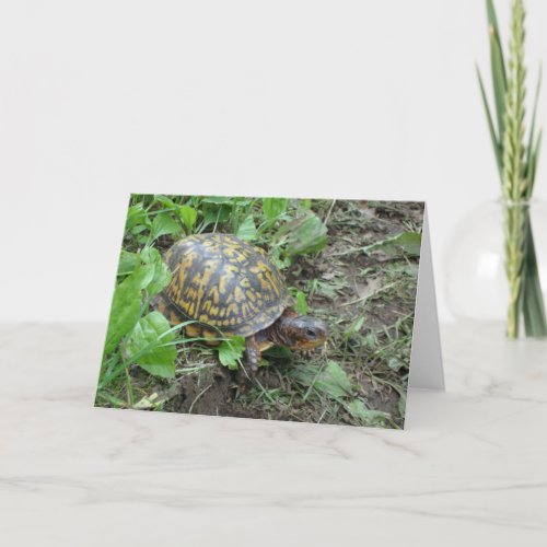 Eastern Box Turtle Shenandoah National Park  Holiday Card