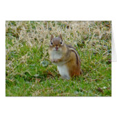 Eastern Chipmunk (Front Horizontal)