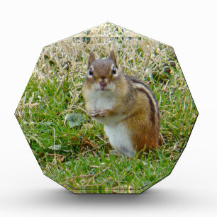 Eastern Chipmunk Acrylic Award