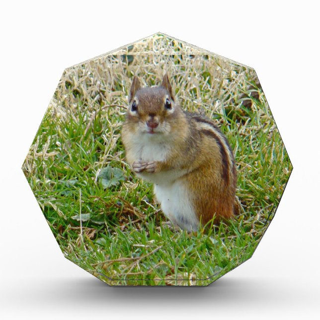 Eastern Chipmunk Acrylic Award (Front)