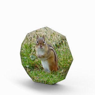 Eastern Chipmunk Acrylic Award