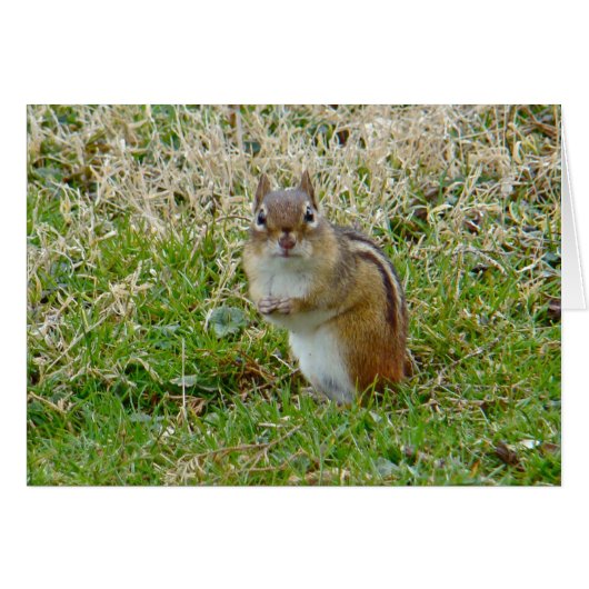 Eastern Chipmunk Cards (Front Horizontal)