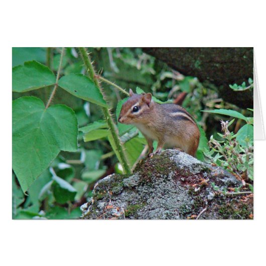 Eastern Chipmunk on Stump (Front Horizontal)