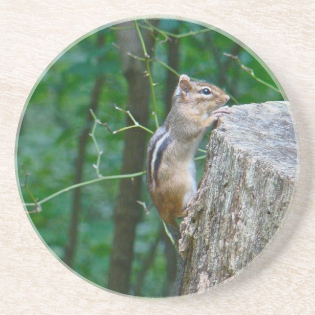 Eastern Chipmunk on Stump Drink Coaster (Front)