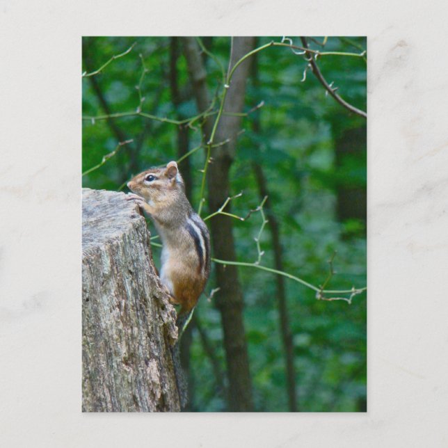Eastern Chipmunk on Stump Postcard (Front)
