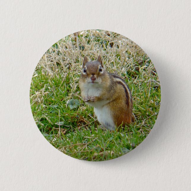 Eastern Chipmunk Pinback Button (Front)