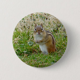 Eastern Chipmunk Pinback Button