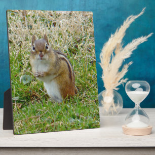 Eastern Chipmunk Plaque