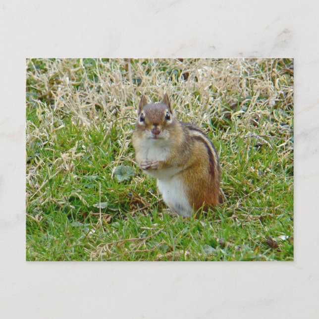 Eastern Chipmunk Postcard (Front)