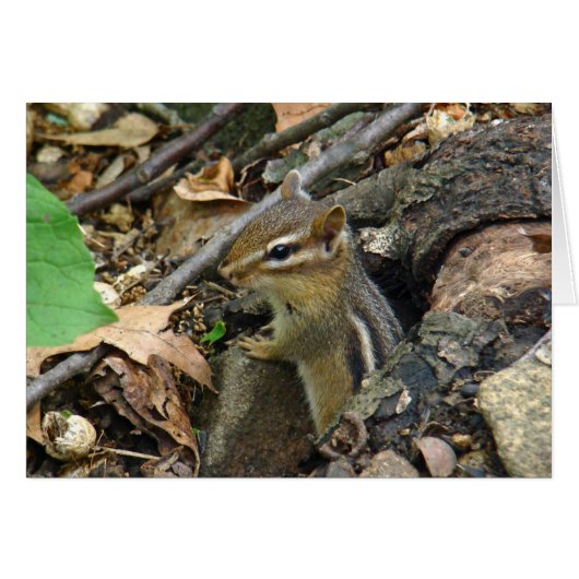Eastern Chipmunk - Tamias striatus Cards (Front Horizontal)