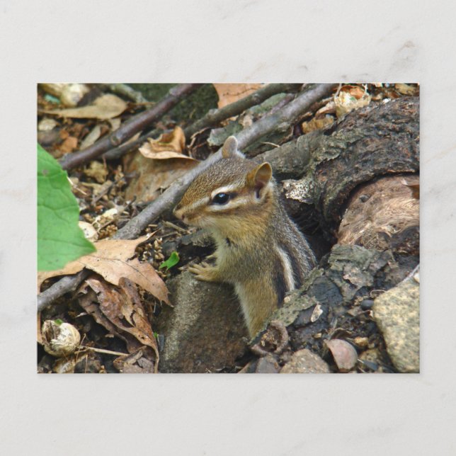Eastern Chipmunk - Tamias striatus Postcard (Front)