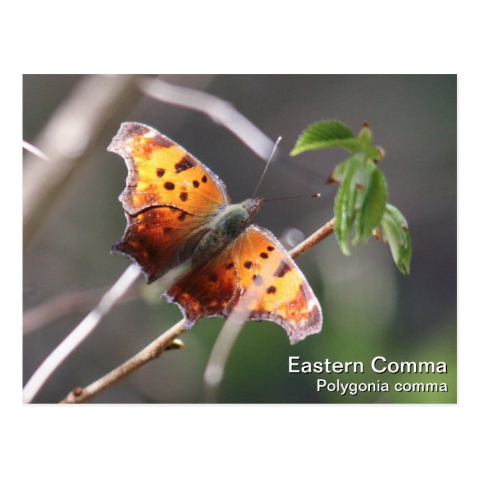 Eastern Comma Postcards