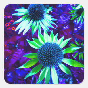 Eastern Coneflower Echinacea Flowering Square Sticker
