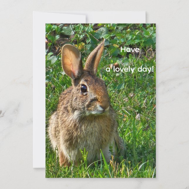 Eastern cottontail rabbit (Front)