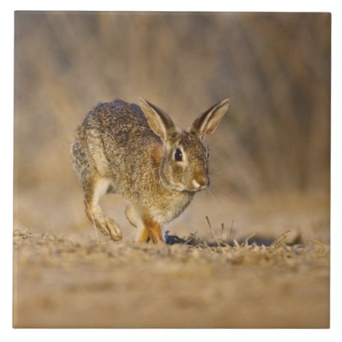 Eastern cottontail rabbit hopping ceramic tile