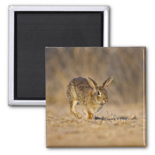 Eastern cottontail rabbit hopping magnet