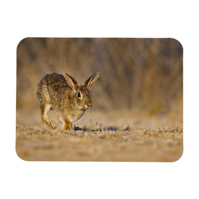 Eastern cottontail rabbit hopping magnet (Horizontal)