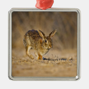 Eastern cottontail rabbit hopping metal ornament