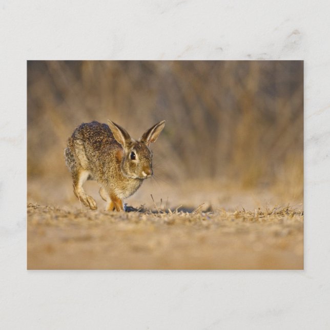 Eastern cottontail rabbit hopping postcard (Front)