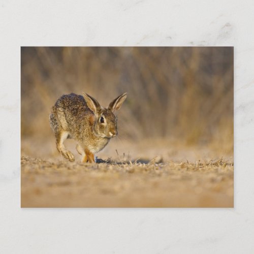 Eastern cottontail rabbit hopping postcard