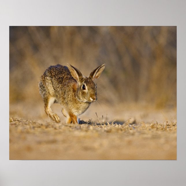 Eastern cottontail rabbit hopping poster (Front)