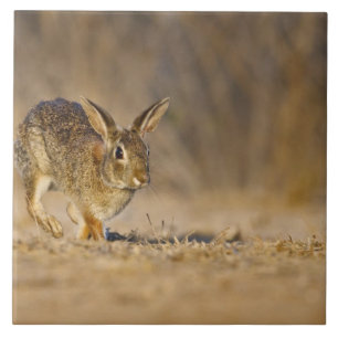 Eastern cottontail rabbit hopping tile