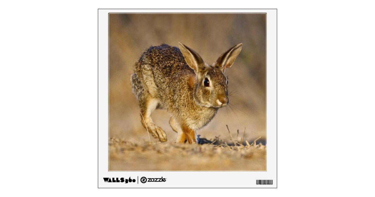 Eastern cottontail rabbit hopping wall sticker | Zazzle