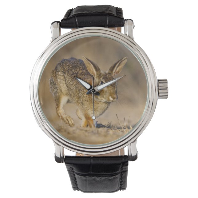 Eastern cottontail rabbit hopping watch (Front)