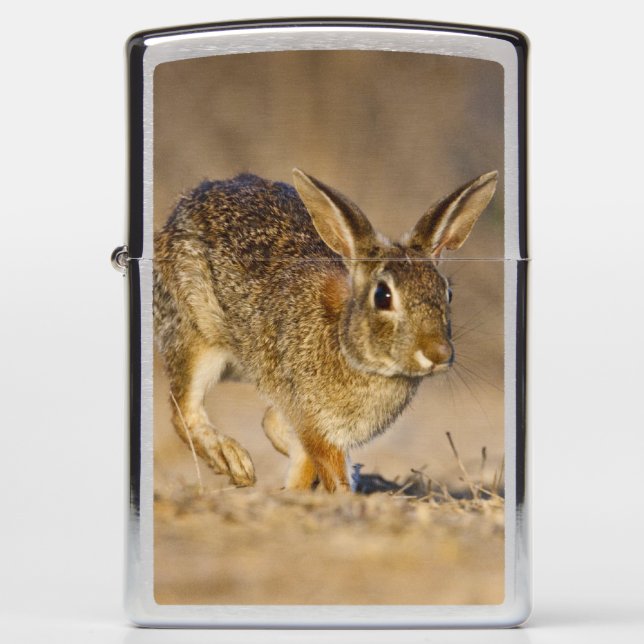 Eastern cottontail rabbit hopping zippo lighter (Front)
