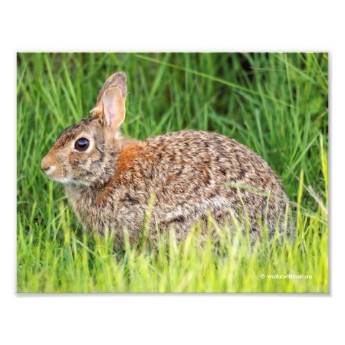 Eastern Cottontail Rabbit in the Long Grass Photo Print