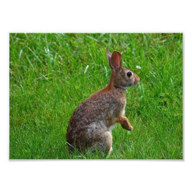 Eastern Cottontail Rabbit Photo Print (Front)