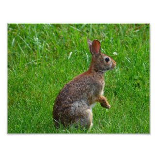 Eastern Cottontail Rabbit Photo Print