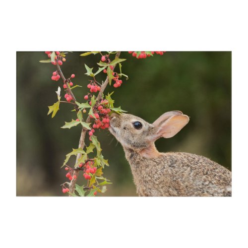 Eastern Cottontail  South Texas Acrylic Print