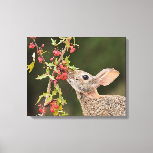 Eastern Cottontail  South Texas Canvas Print