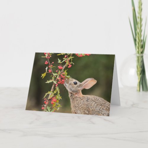 Eastern Cottontail  South Texas Card