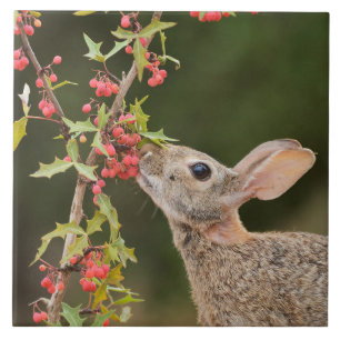 Eastern Cottontail South Texas Ceramic Tile