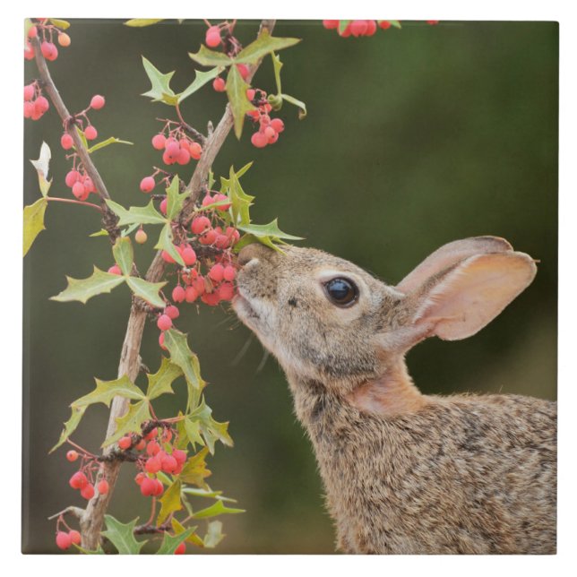 Eastern Cottontail | South Texas Ceramic Tile (Front)