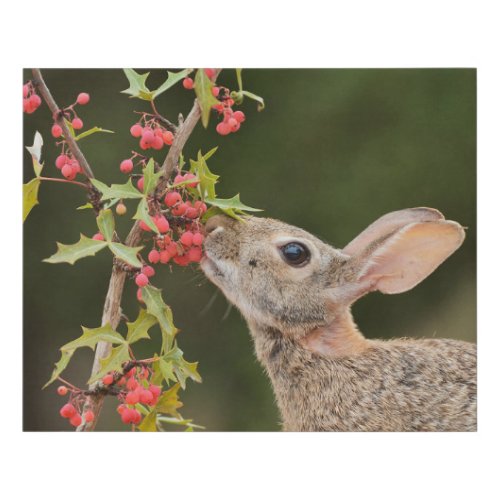 Eastern Cottontail  South Texas Faux Canvas Print