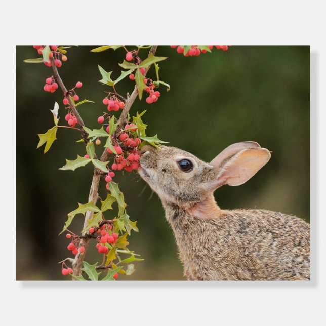 Eastern Cottontail | South Texas Foam Board (Front)