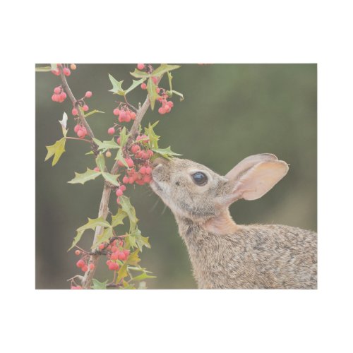Eastern Cottontail  South Texas Gallery Wrap