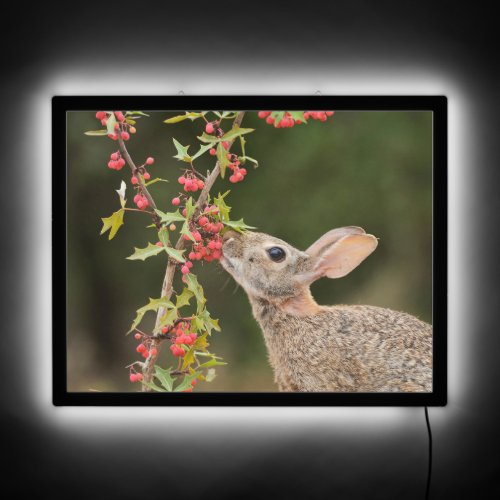 Eastern Cottontail  South Texas LED Sign