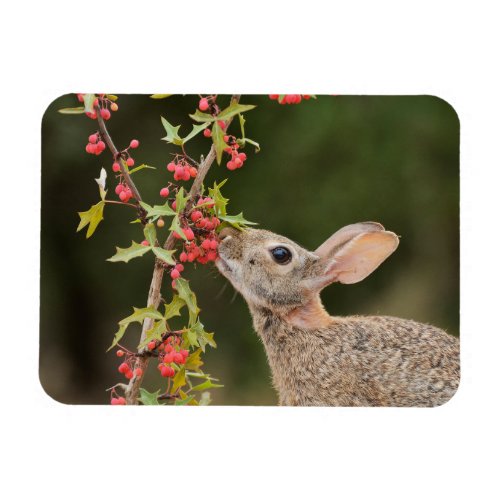 Eastern Cottontail  South Texas Magnet